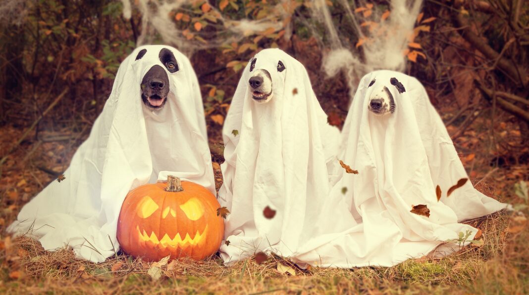 CHYLDFREE: Boo-tifully Easy Halloween Activities (That Aren’t Parties!)
